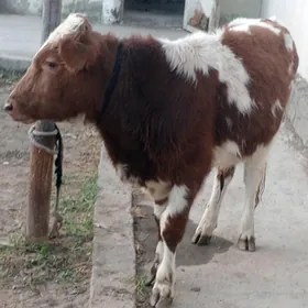 Simental gibrit okuz