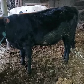 окуз баклык