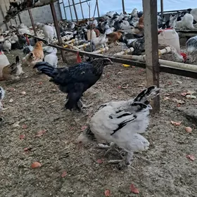 Towuk Juyje Horaz balakly