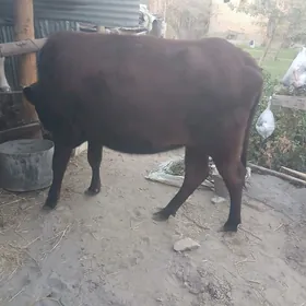 Dogmadik unajyn samiz