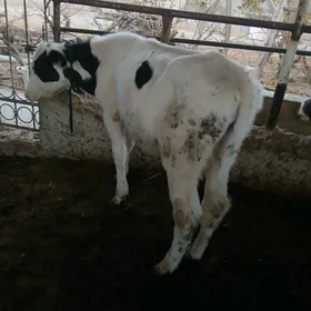 kanatka okuz arginal