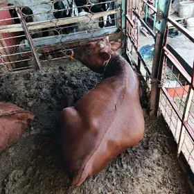 öküzler bakymda duran