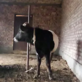 Tohum Öküz Gibrit 8 aýynda