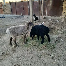 2 guzy, 1 etkek 1 urkaçy