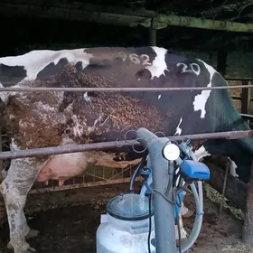 сагдын голштейн сыгыр