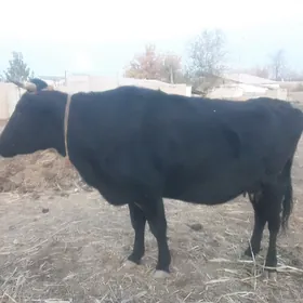 Tanaly sygyr hem bogaz