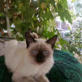 Сиамский кот