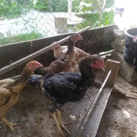 бойцовые куры,петухи , towuk