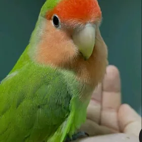 ручные неразлучники