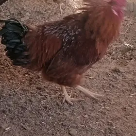 ой хайванлари