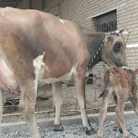 şwesala goleli sygyr