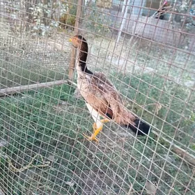 байес жужелер