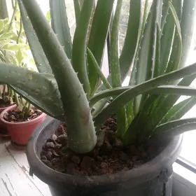 Aloý dermanlyk. Алоэ вера лече