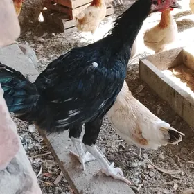 tasget baýsul satlyk