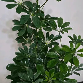 Шефлера ростом аыше метра