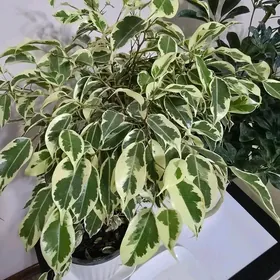 Фикус Бенджамин