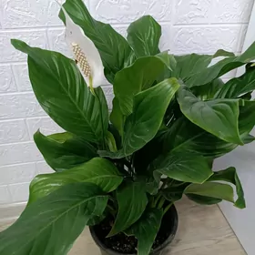 СПАТИФИЛЛИУМ