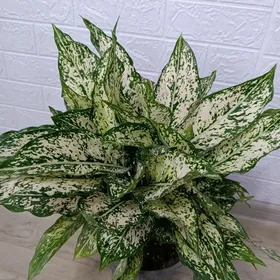 АГЛАОНЕМА ДАЙМОНД