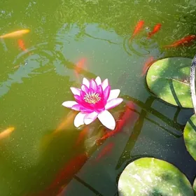 рыбки. rybki balyk балык