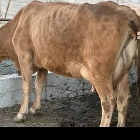 SÜYTLİ GÖLELİ SYGYR