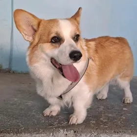 Собака Корги