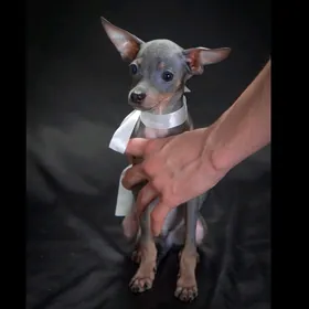 щенок Русского Тоя