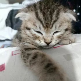 кошечка породистая