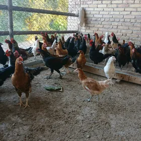 dogup duran yas towuklar