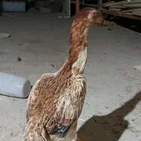 байсовый товук