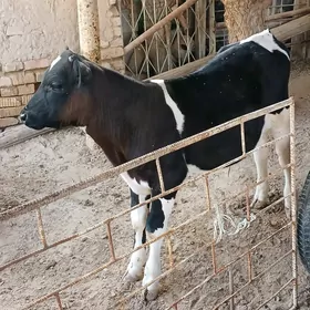 Galişdeỳin öküz