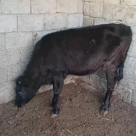 Tohu  tüweTohum  tüwe