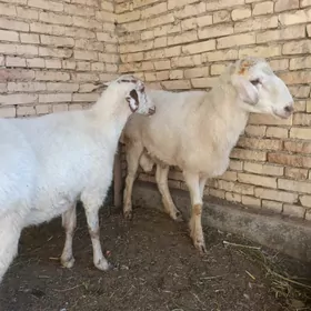 АК кучкар и баран