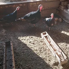 Induk yagdaylary gaty gowy