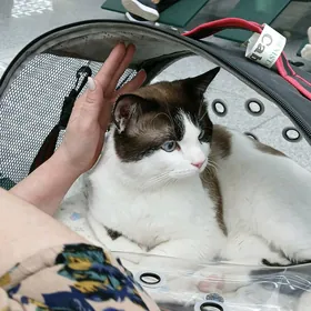 ️️️ПОТЕРЯЛСЯ  КОТ РОМА