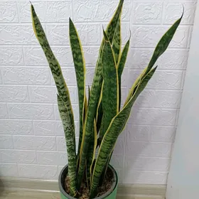 САНСИВЕРИЯ  ГОЛД