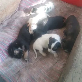 щенки. güjükler