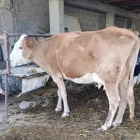 Gyzyl ala tohum goleli sygyr