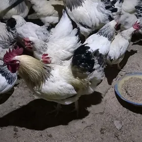 Guzlaýjy towuk Dominant D 104