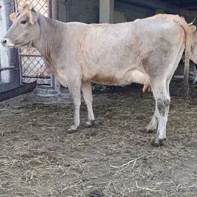 arassa şwes göleli sygyr