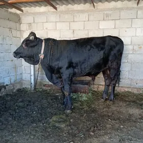 bakylan öküz sygyr