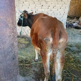 бакловтран мал семиз 120 130 к