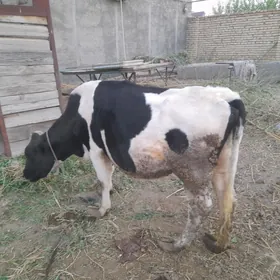 галаштейн мал