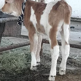 golejik gyzyl ala okuzce