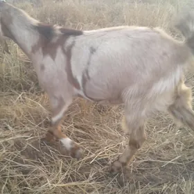 Пакистан метис гечи