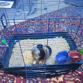 Морская свинка