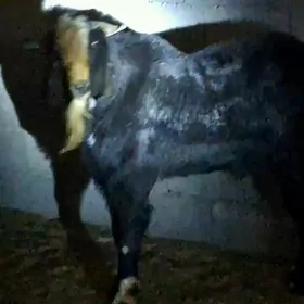 Пакистан теке