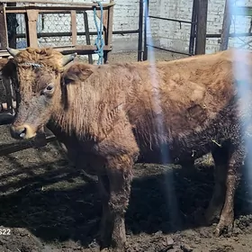 Гунажын окуз