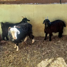 Kisar.Tokly.Geçi.Çewiş