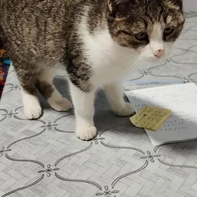 животные домашние