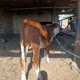 ARGİNAL.    SİMENTAL.   ÖKÜZÇE